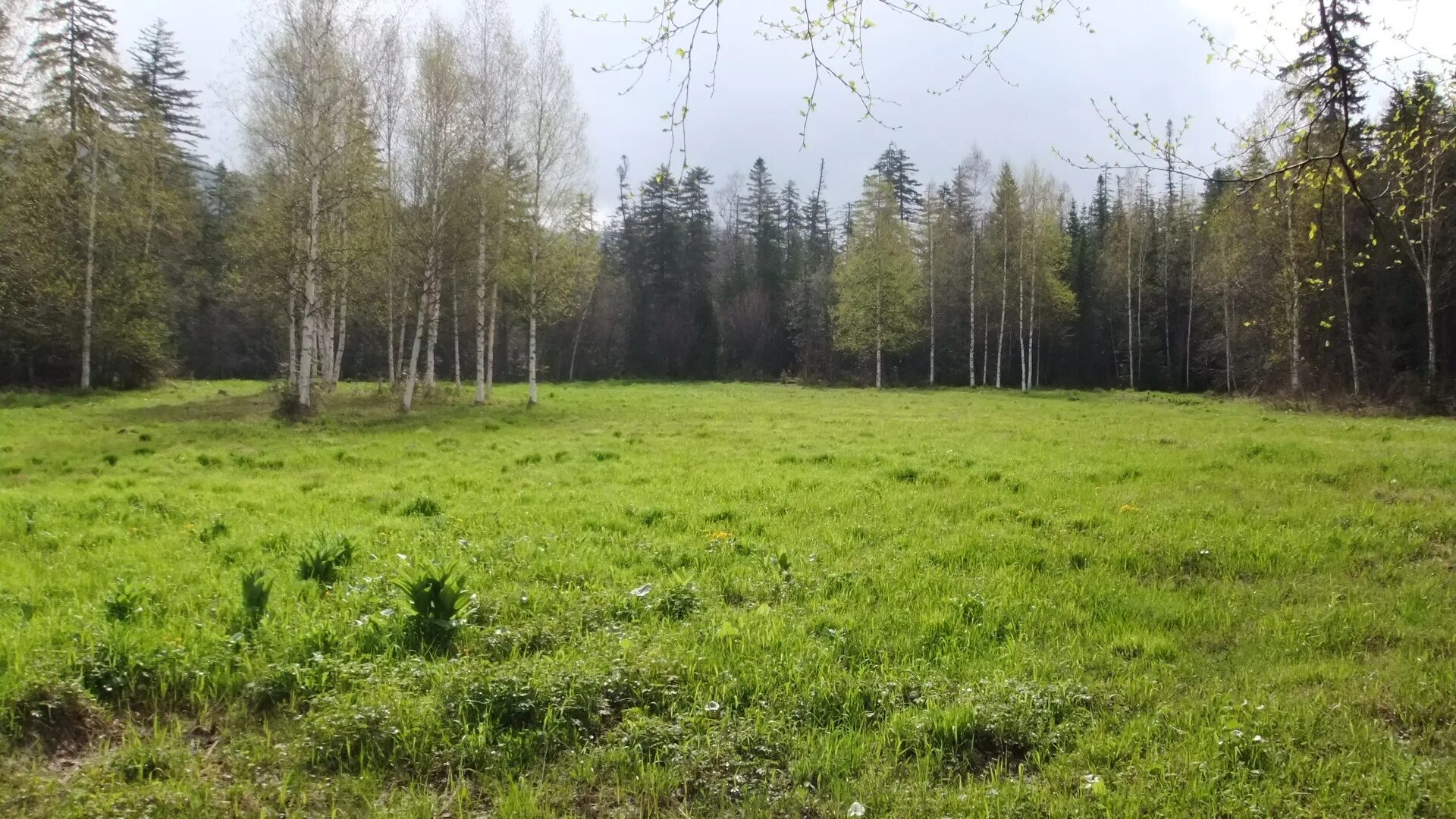 Лесная поляна нижегородская область