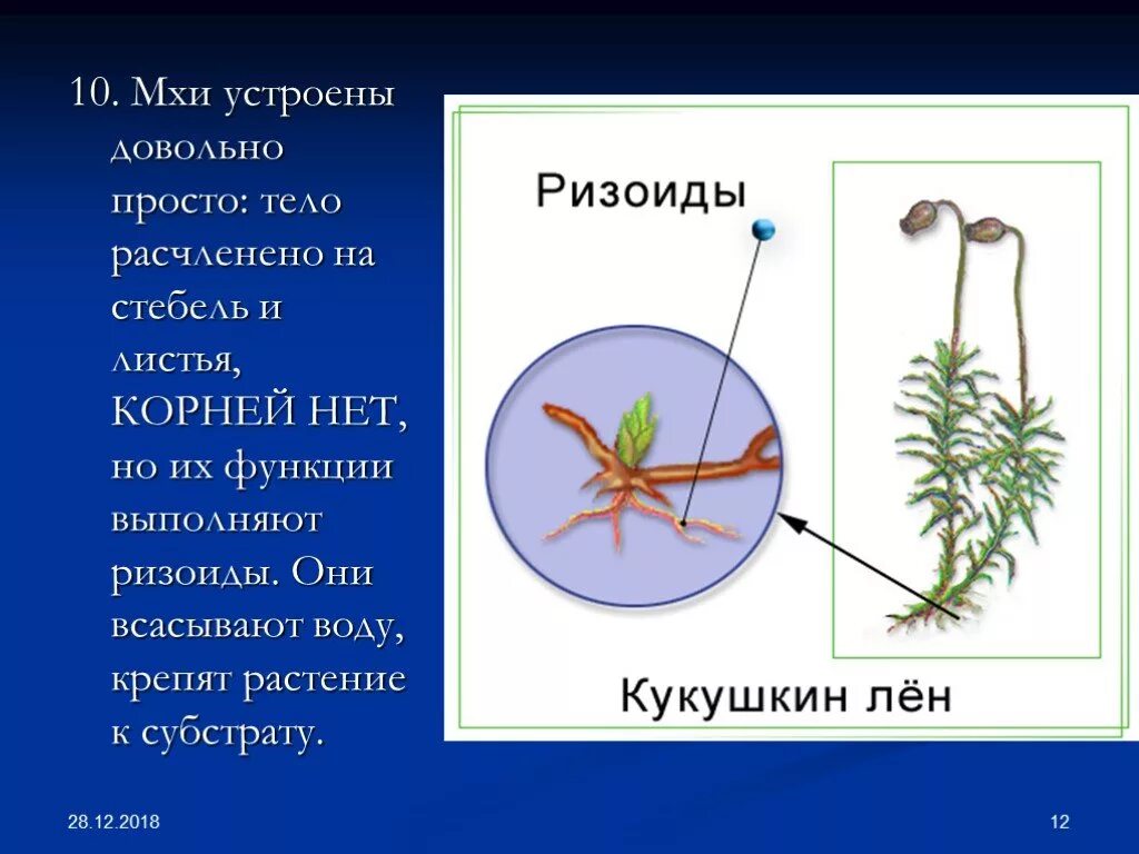 Строение мха. Функция ризоидов. Стебель мха. Ризоиды строение.