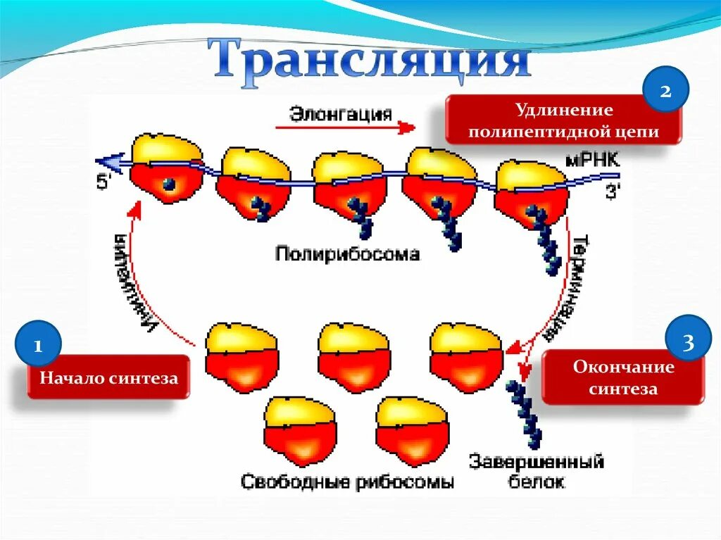 Синтез белка трансляция элонгация\. Биосинтез белка репликация транскрипция трансляция. Трансляция Биосинтез белка на рибосоме. Схема процесса трансляции биология.