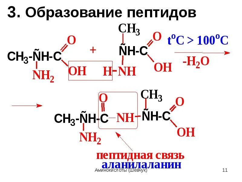 Гидролизу подвергаются полипептиды. Образование пептидов. Образование пептидов трипептид. Аланил аланин. Реакция образования пептидов.