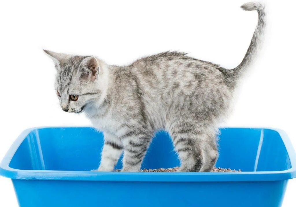 Можно ли кота приучить к лотку. Можно ли кота приучить к лотку