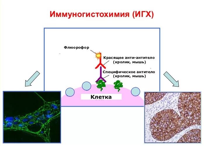 Иммуногистохимия эндометрия