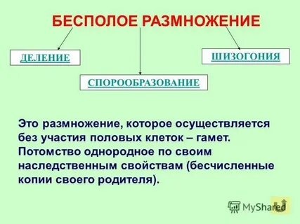 Размножение свойств всех живых организмов