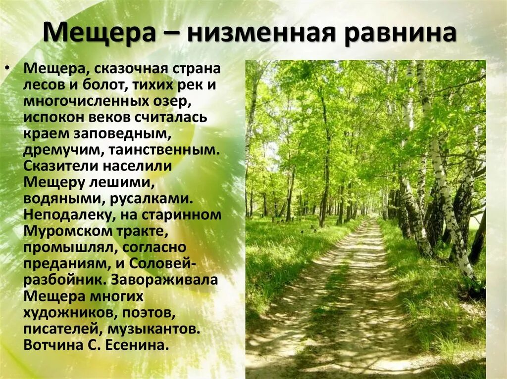 Текст мещера. Мещера равнина. Национальный парк Мещера презентация. Мещерская низменность. Мещерская низменность Владимирская область.