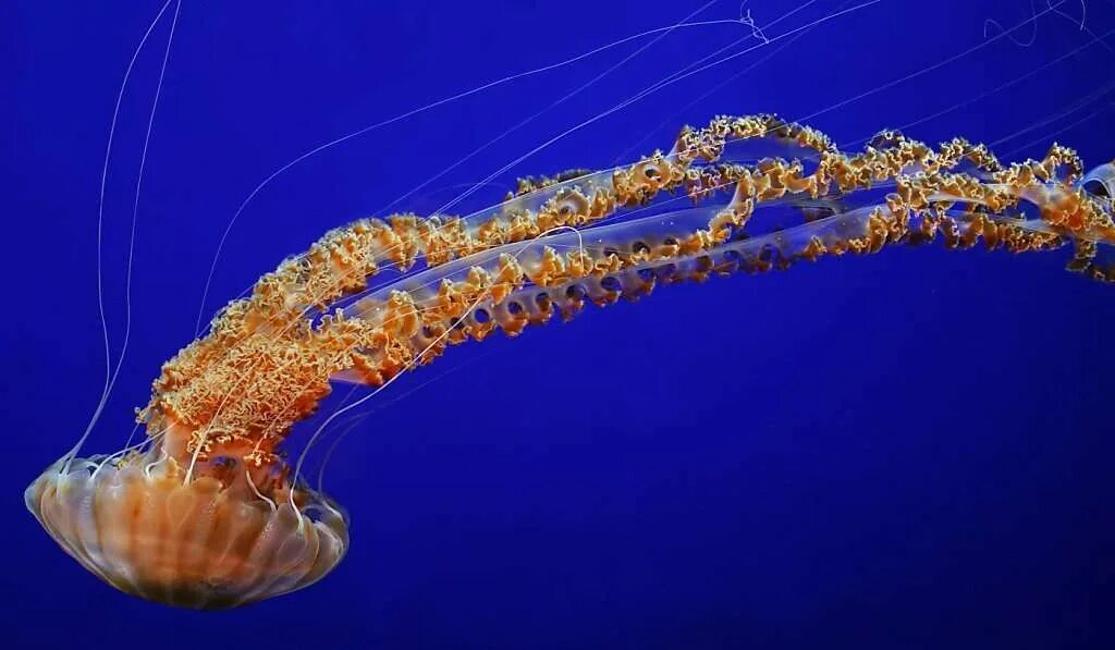 Тихоокеанская морская крапива chrysaora fuscescens. Хризаора квинквецирра. Морская крапива сколько щупалец. Медуза chrysaora achlyos. Chrysaora achlyos.