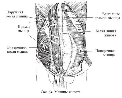 Задняя брюшная стенка