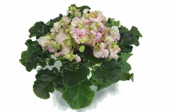ЛЕ-Зеленая Роза Floral wreath, Floral, Wreaths