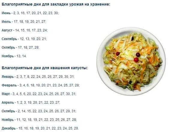 Удачные дни для засолки капусты в ноябре