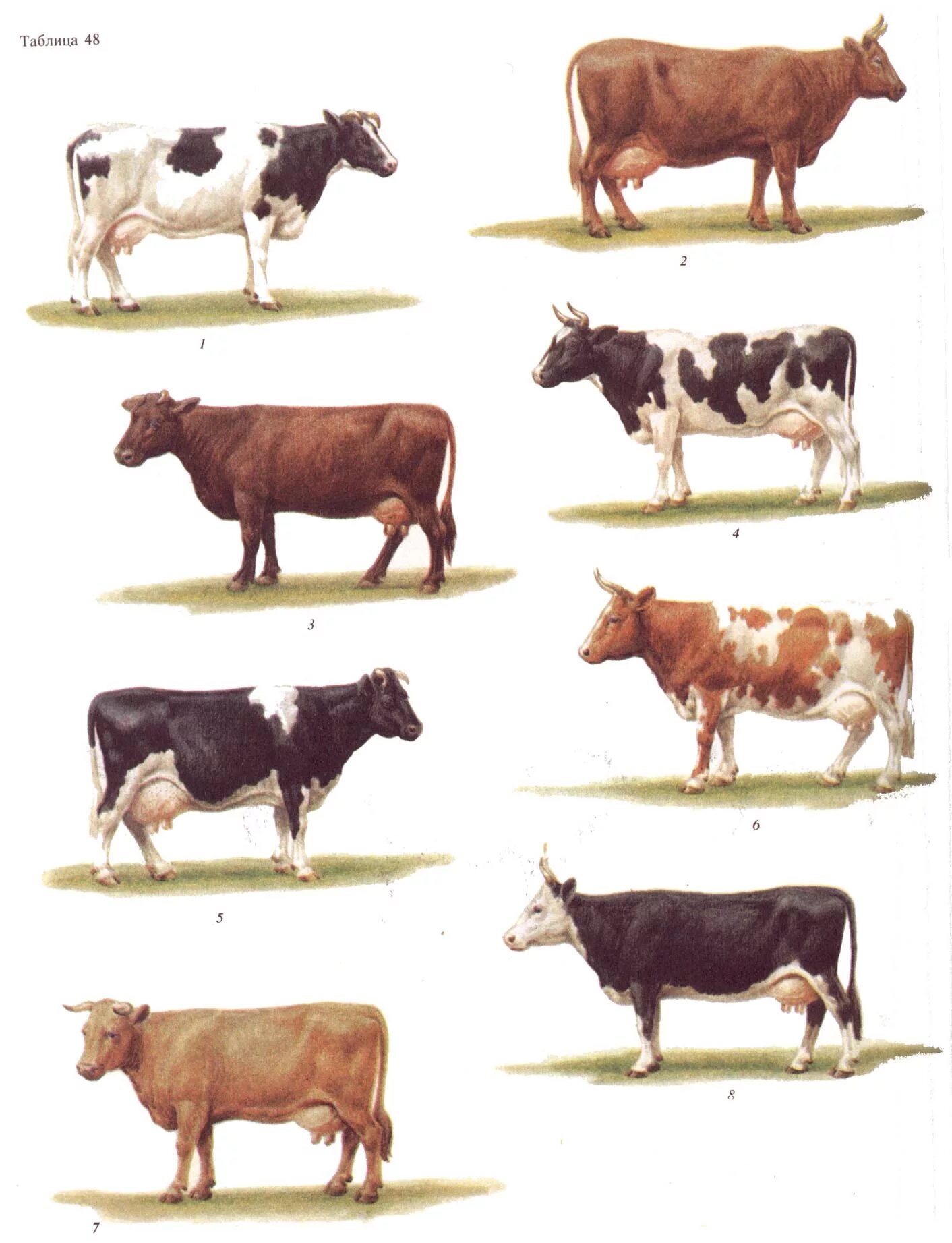 Породы крупного рогатого скота. Романовская порода коров. Вид крупного рогатого скота 4. Разведение крупного рогатого скота. Вид крупного рогатого скота 4.