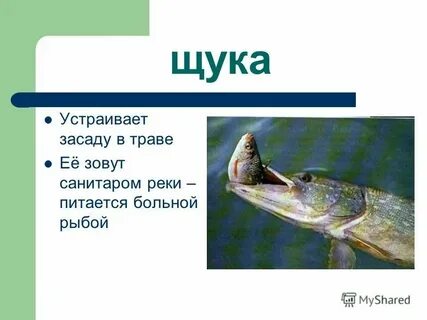 Как пишется слово щука