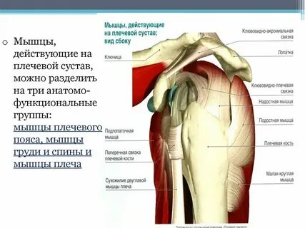 Строение человека мышцы и суставы