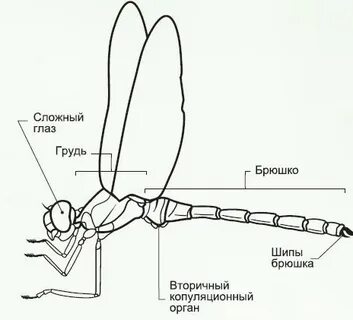 Схематически изобразить насекомых