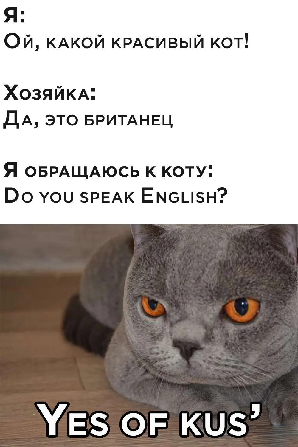 Джаляп перевод. Смешные картинки с текстом. Приколы с текстом в картинках. Смешные рисунки с текстом. Смешные приколы текст.