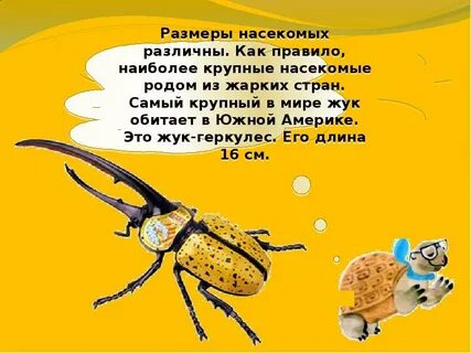 Насекомое какой род