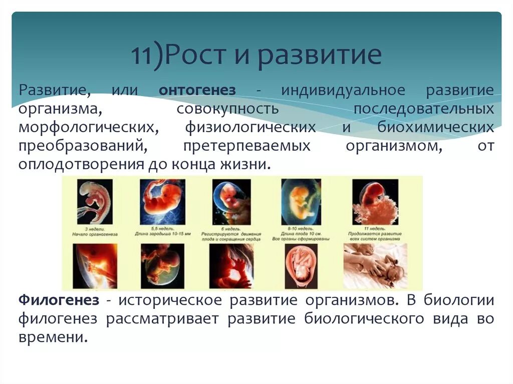 Развитие организма. Рос и развитие в биологии. Рост и развитие организма. Особенности развития организмов.