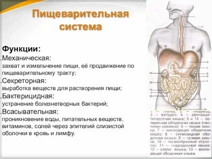 Совокупность органов выполняющих общую функцию это