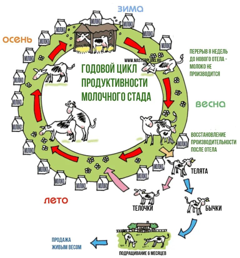 Этапы полового цикла. Цикл коровы. Годовой цикл молочной коровы. Цикл воспроизводства коровы. Жизненный цикл коровы.