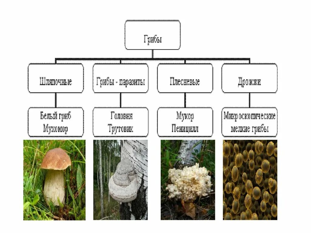 Группы грибов паразитов. Особенности строения грибов паразитов. Грибы паразиты строение. Паразитические грибы строение. Строение гриба паразита схема.