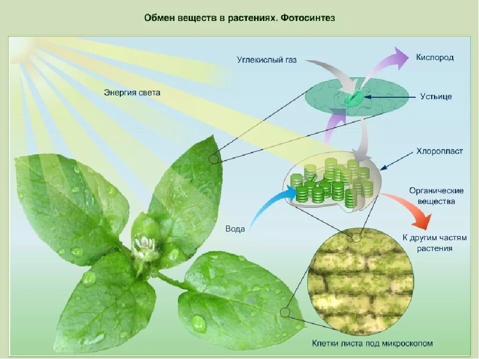 Обмен веществ растений урок. Схема фотосинтеза и дыхания растений. Фотосинтез листа схема. Обмен веществ у растений. Фотосинтез в листе растения.