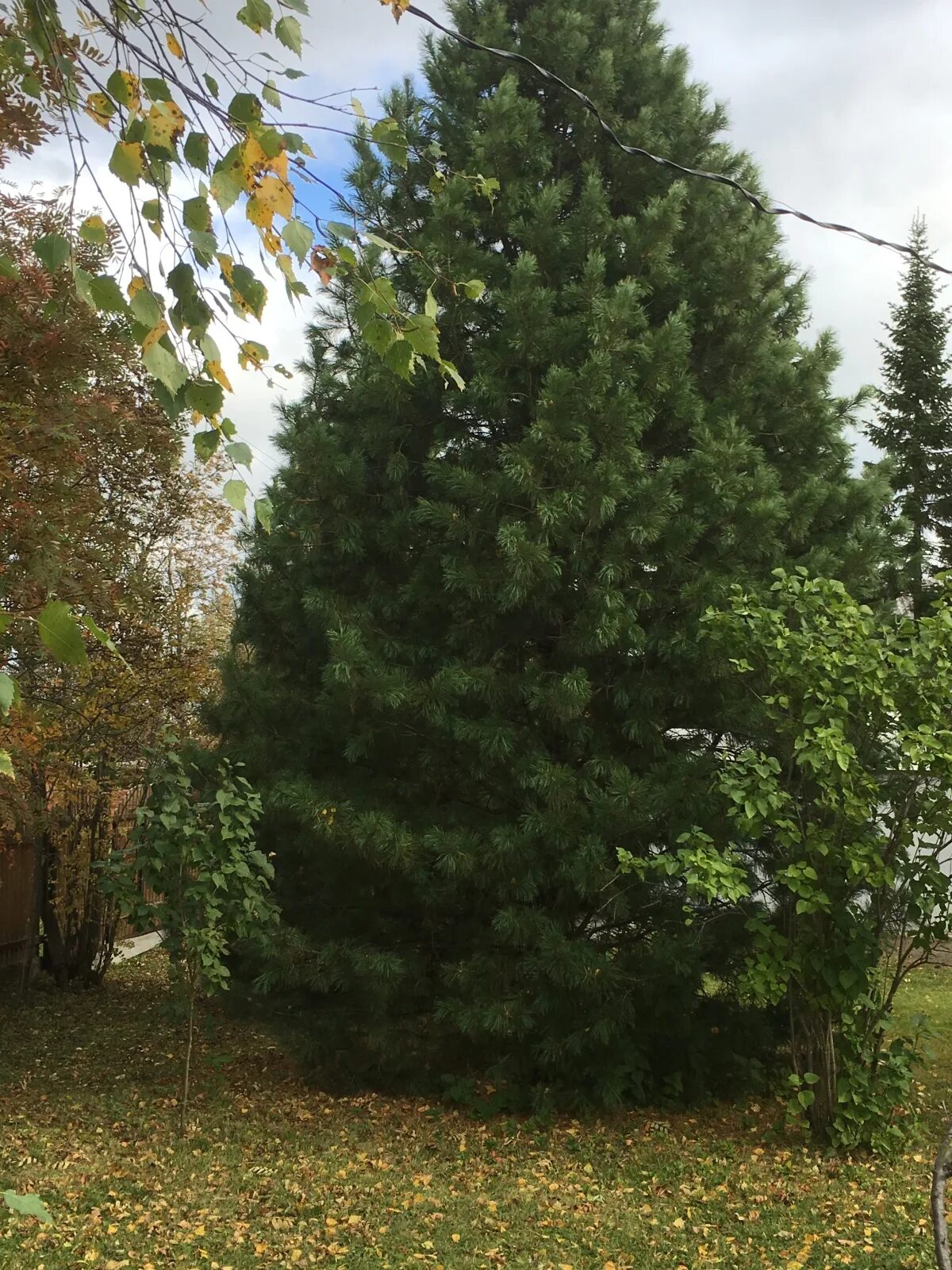 Кедр в подмосковье. Великий кедр. 2013/50 кедр. кедр 82. кедр 9756/st.