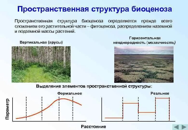 Горизонтальная структура биоценоза. Горизонтальная пространственная структура биоценоза. Пространственная структура биоценоза ярусность мозаичность. Пространственная структура биоценоза ярусность.