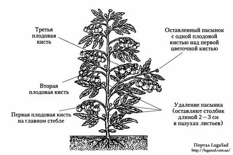 Большой пасынок