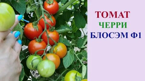 Чери блосэм отзывы