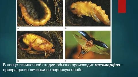Личиночная стадия