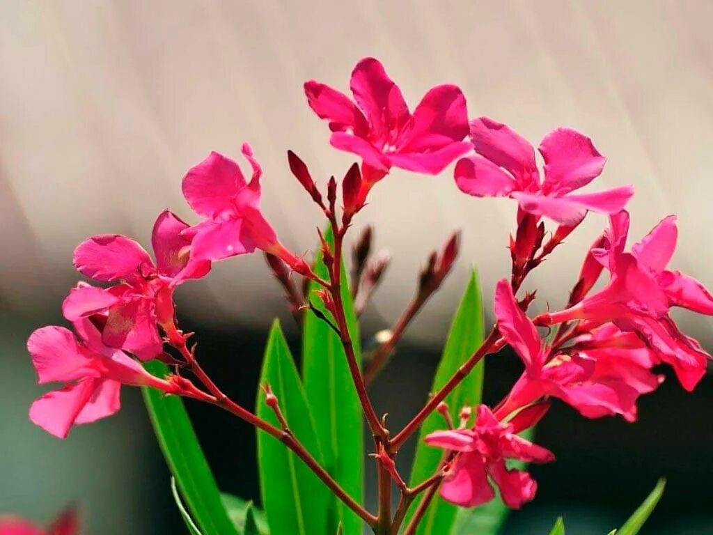 Олеандр (nerium oleander). Нериум олеандр. Олеандр обыкновенный. Олеандр горшечный. Почему не цветет олеандр.