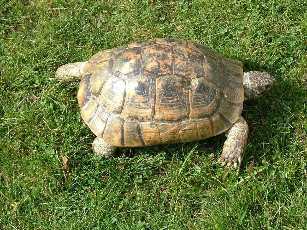 Средиземноморская черепаха. Египетская черепаха. Testudo Graeca Ibera. Средиземноморская черепаха в Анапе.