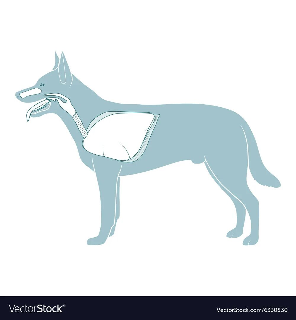Dog система. Внутреннее строение собаки схема. Анатомия чихуахуа внутренние органы. Репродуктивная система собаки. Система пищеварения собаки схема.