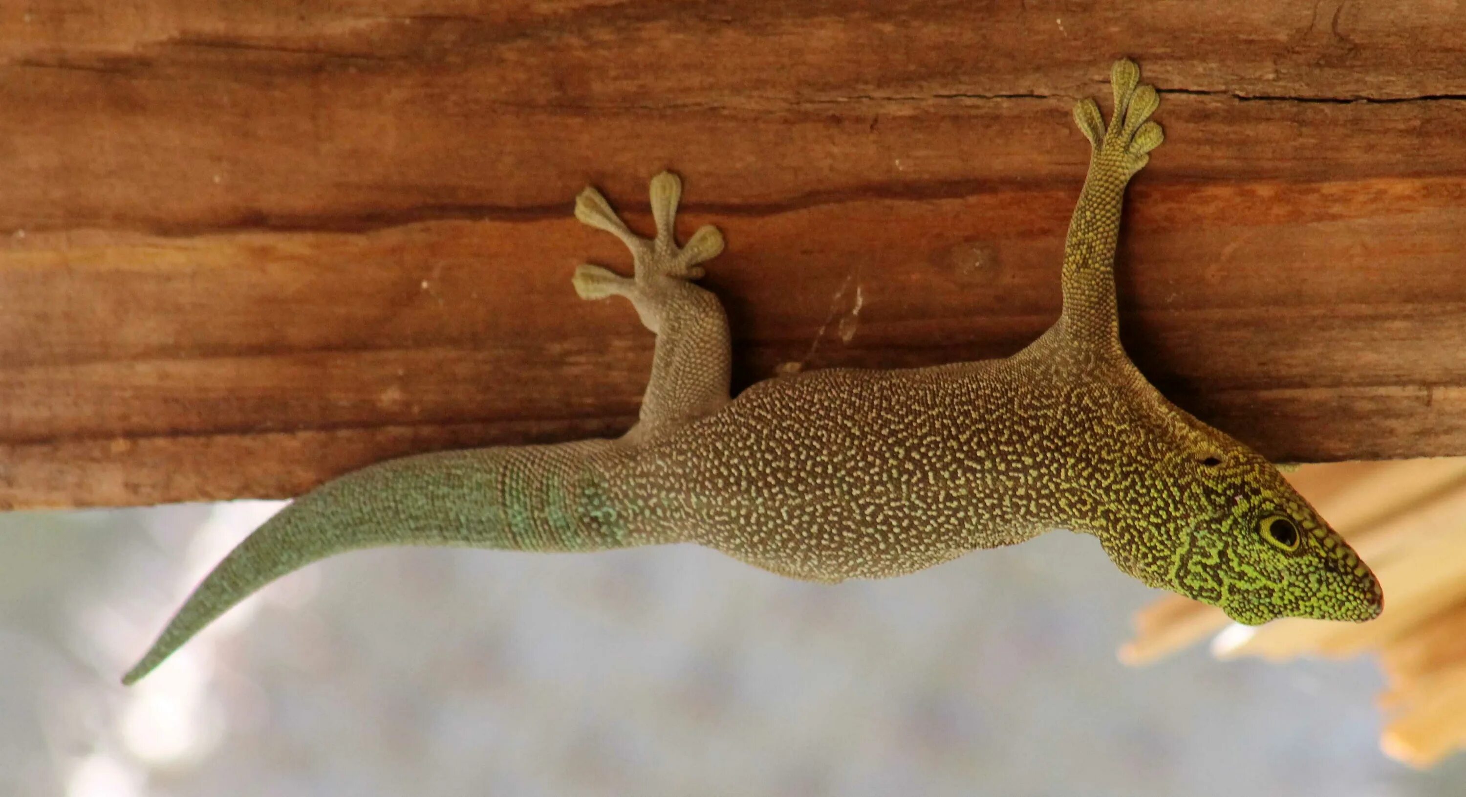 Геккон про. Phelsuma standingi. Ящерица фельзума. Геккон фельзума. Ящерица эублефар.