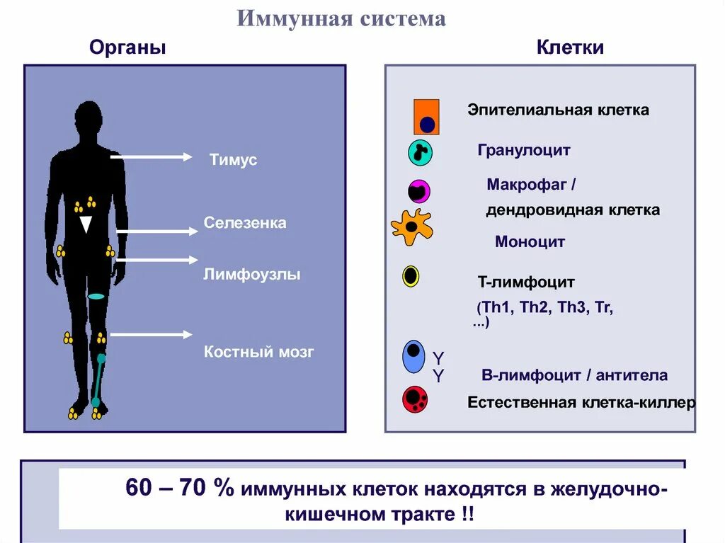 Иммунная система человека клетки иммунной системы. Главные клетки иммунной системы:. Клетки иммунной системы человека таблица. Клетки иммунитета и их функции. Количество иммунных клеток