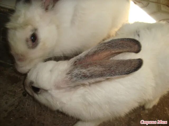 Любители кроликов. Слепой белый кролик. Облизываются ли кролики. Завести ли кролика