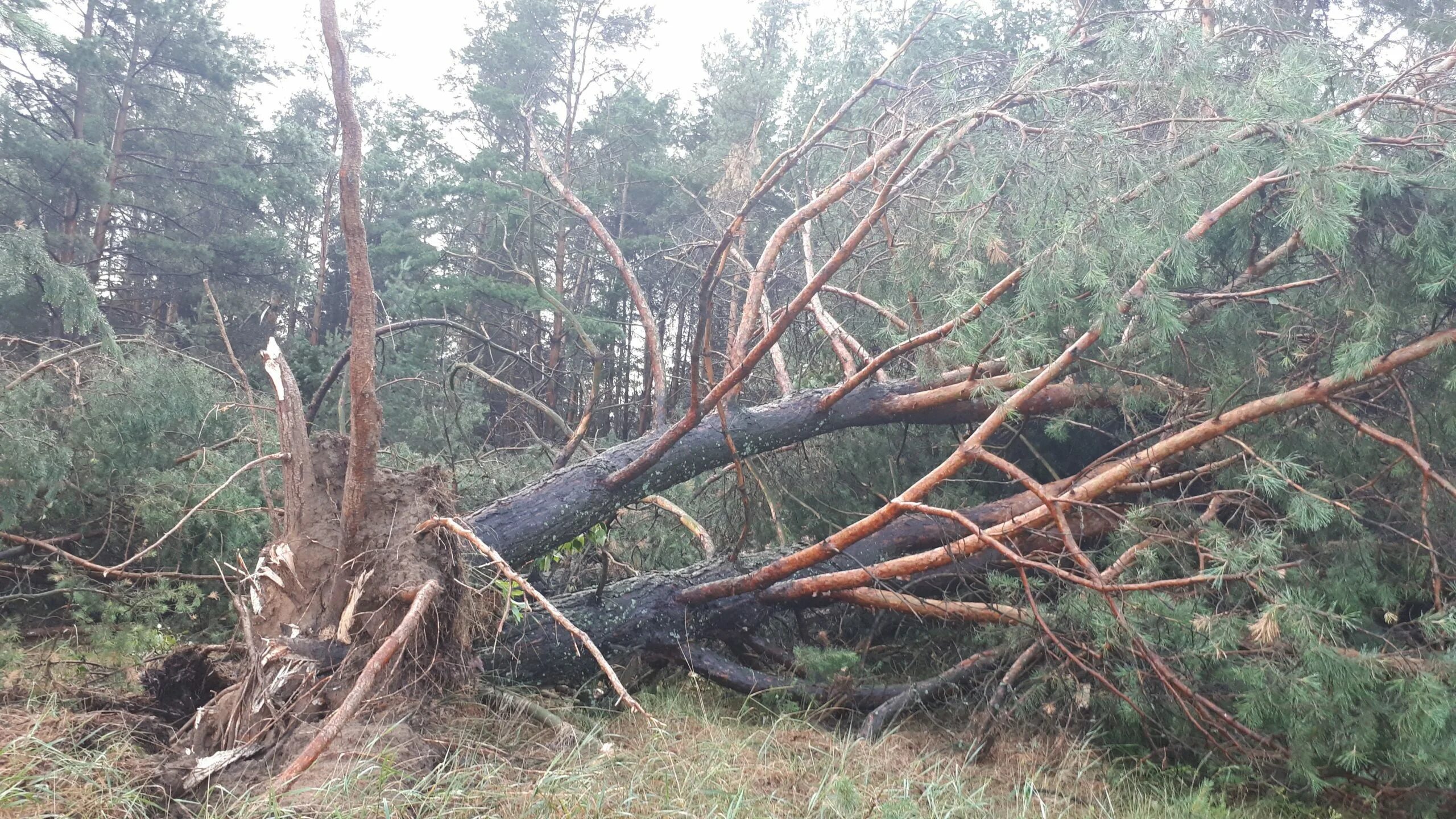 Кологрив ураган. Поваленные деревья в лесу после урагана. Корни поваленного дерева. Поваленное дерево в лесу.