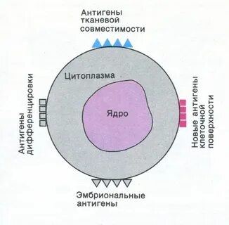 5 антигены