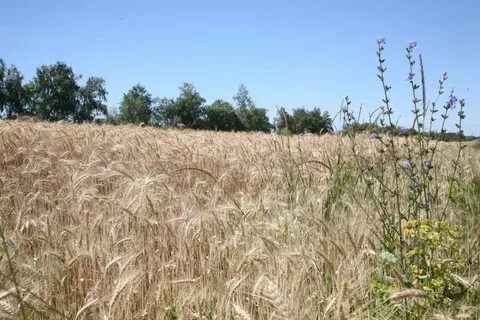 Авито волгоградская область михайловский