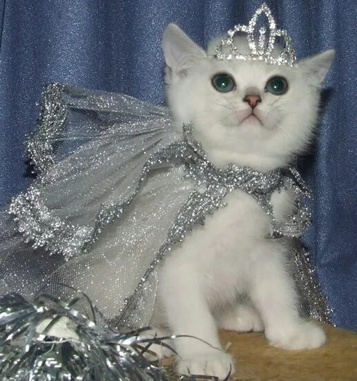 Кошечки королевы. Королева котят. Белая кошечка с короной на голове. Костюм принцессы для кошки. Кошка принцесса.