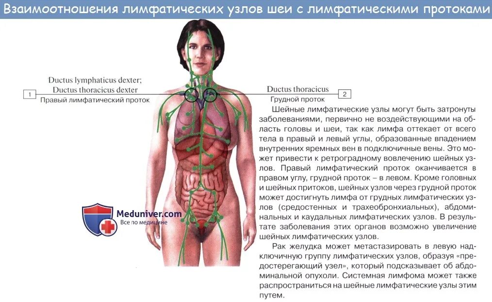 Лимфатические узлы врач какой. Лимфатические узлы врач какой