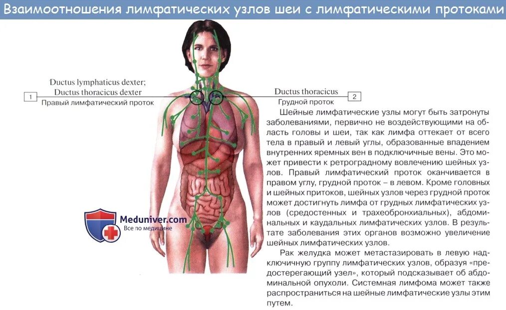 Количество лимфатических узлов. Лимфатические узлы на теле человека. Расположение лимфатических узлов на теле человека. Лимфатическая система человека на шее. Лимфоузлы схема расположения.