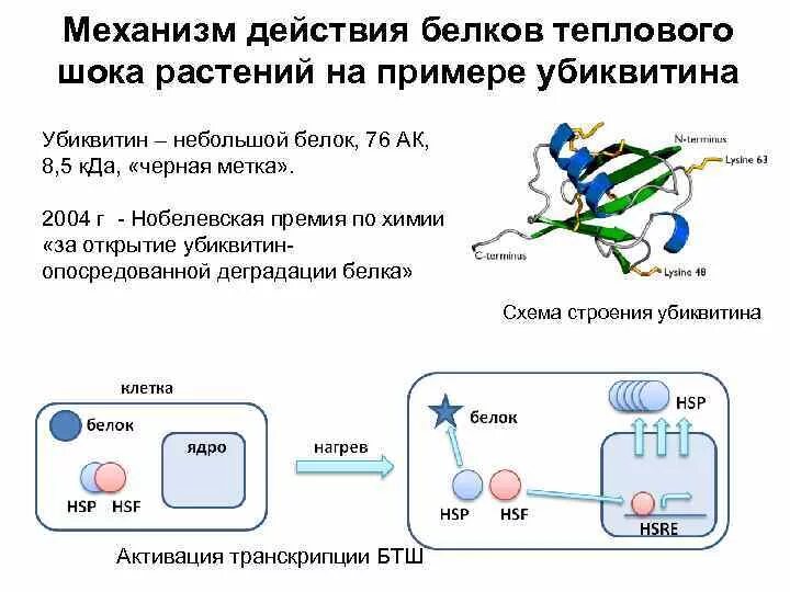 Белки стресса. Механизм действия белков теплового шока. БТШ биохимия. Белки теплового шока биохимия. Белки теплового шока функции.