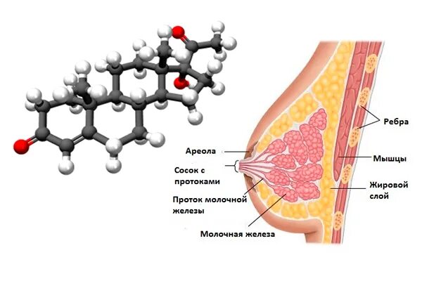 Гормоны молочной железы. Прогестерон влияние на молочную железу. Молочные железы выделяют гормон. Прогестерон влияние на грудные железы.