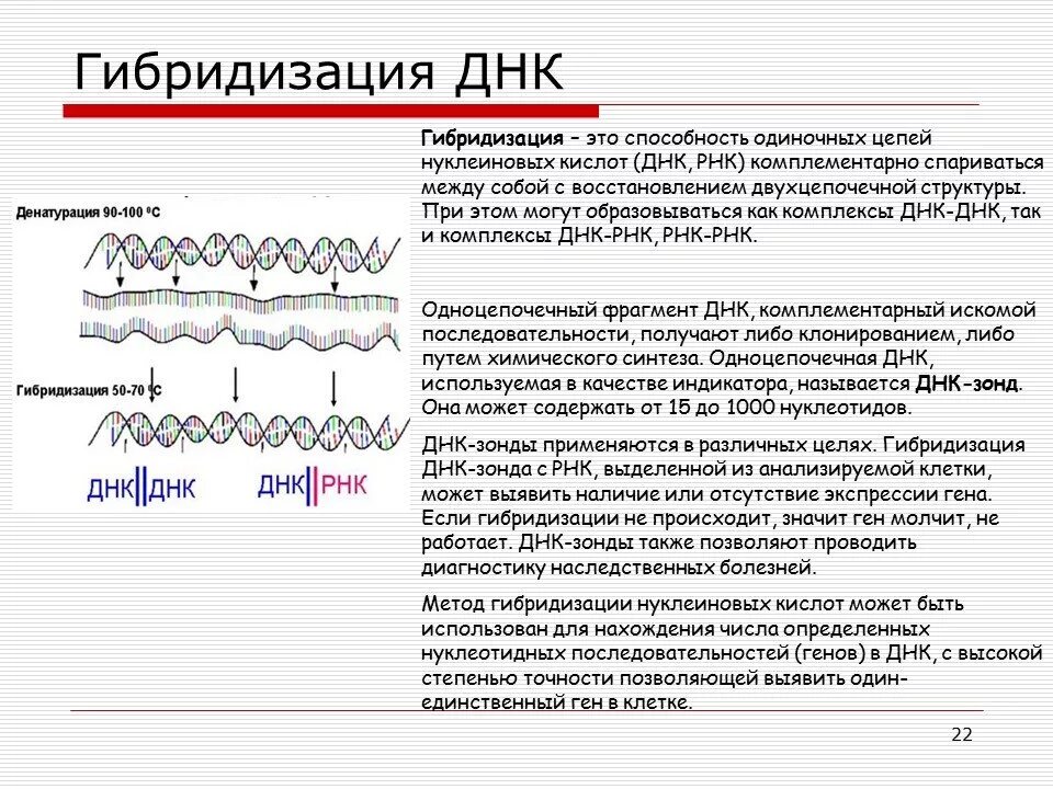 Метод днк идентификации. Гибридизация (ДНК-ДНК, ДНК-РНК).. Гибридизация ДНК И РНК. Гибридизация ДНК. Методы гибридизации ДНК.