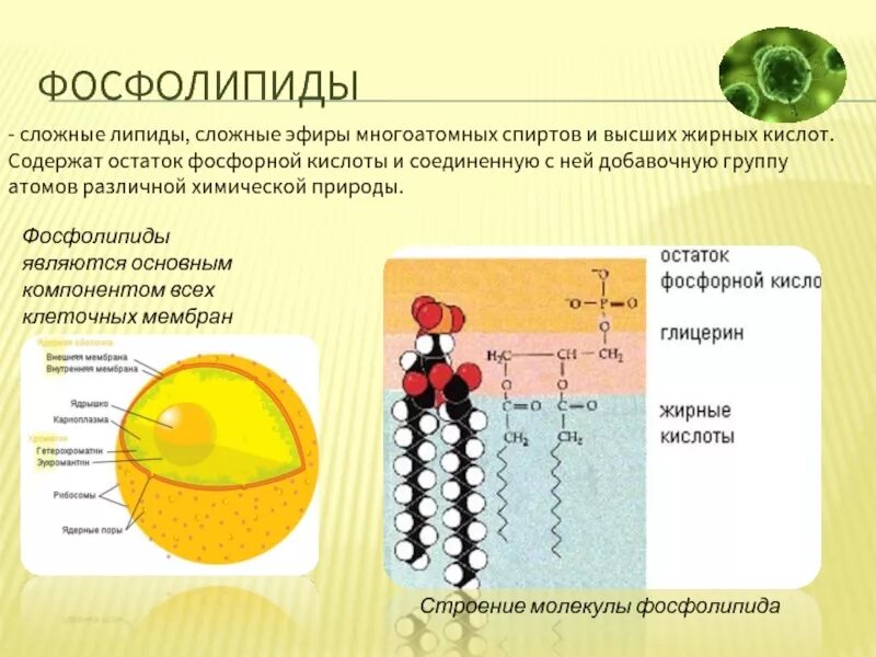 Что такое фосфолипиды. Фосфолипиды общее строение. строение мембраны клетки . липиды. строение основных фосфолипидов. фосфолипиды химическое строение.