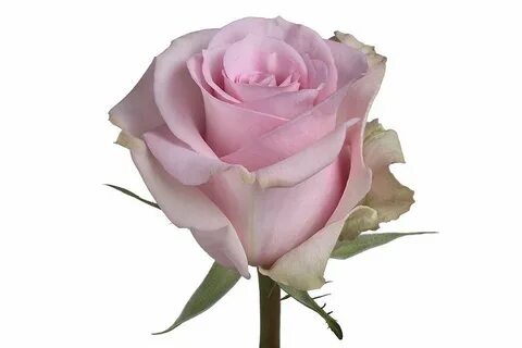 Roza4u