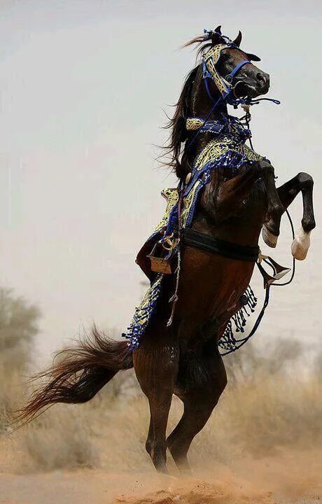 Beautiful Lipizzan Horse Wallpaper