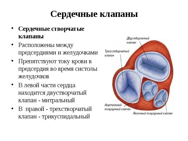Между предсердиями и желудочками сердца находятся. Какие клапаны расположены между предсердиями и желудочками сердца. двустворчатый и трехстворчатый клапан в сердце. клапан между правым предсердием и правым желудочком. двустворчатый клапан сердца расположен между.