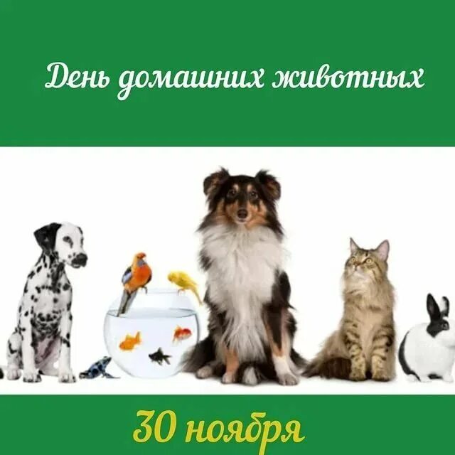 День домашних животных. Всемирный день домашних животных. 30 Ноября день домашних животных. Всемирный день домашних животных 30.