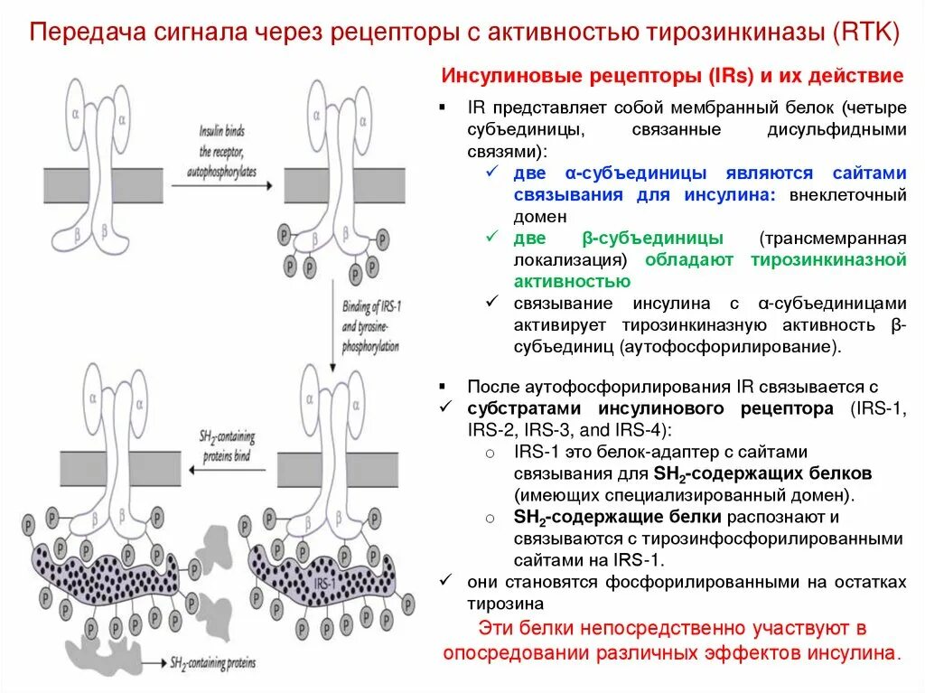 Мембранные, рецепторы. Каталитические рецепторы. Инсулиновый Рецептор передача сигнала. Мембранные рецепторы и внутриклеточная передача сигнала. Рецепторы с тирозинкиназной активностью.