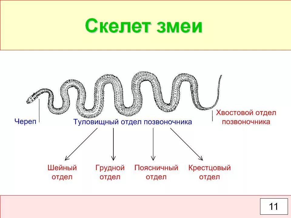 Тип скелета у змей